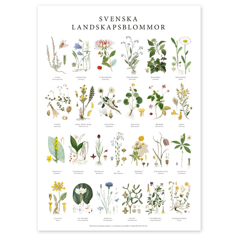 Poster Landskapsblommor 500x700mm